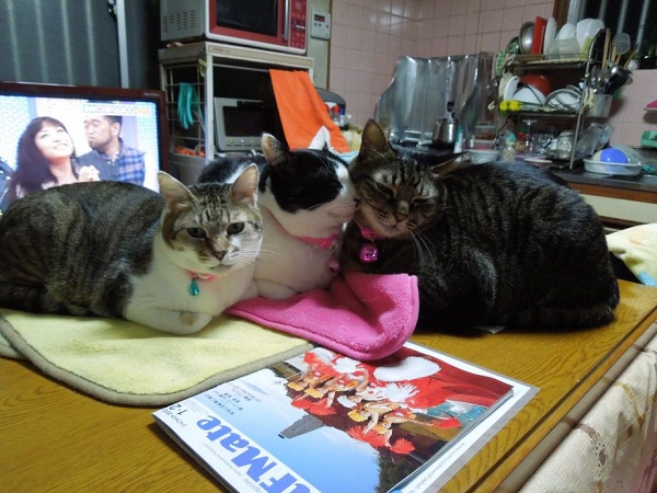 テーブルを占拠する猫たち.jpg