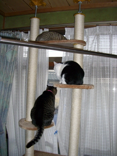 三匹と猫タワー.jpg